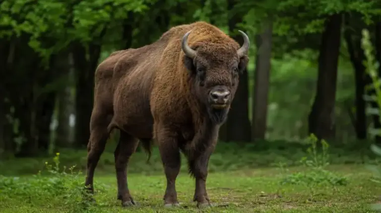 Zoo Nowy Tomyśl